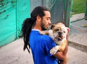 Subvenciones y Financiación para Refugios de Animales: Oportunidades Clave