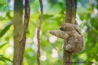 Niños salvando la selva tropical:una organización para la preservación