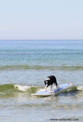 Dogs Surf for Charity