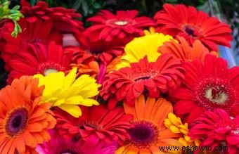 12 flores románticas que representan maravillosamente el amor
