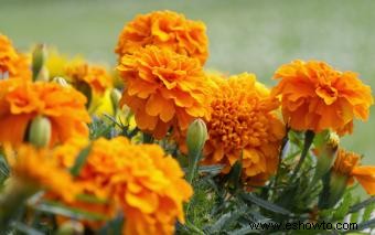 6 flores populares del Día de Muertos y sus significados