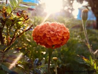 6 flores populares del Día de Muertos y sus significados