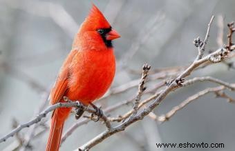 Explorando el significado y simbolismo bíblico del cardenal rojo