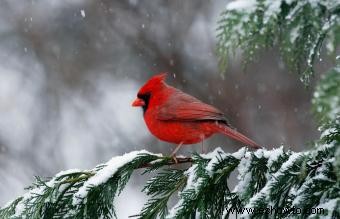 Explorando el significado y simbolismo bíblico del cardenal rojo