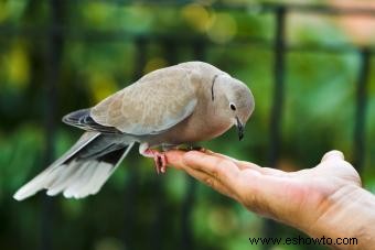 Simbolismo de la paloma de luto:explorando su paz y poder 