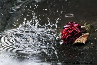 Lluvia en un funeral:¿Qué simboliza? 