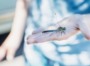 El Simbolismo de la Libélula y la Muerte en Diferentes Culturas del Mundo