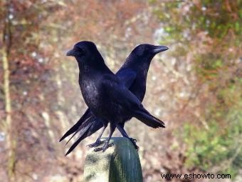 ¿Qué pájaros son símbolos de la muerte?