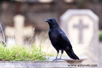 ¿Qué pájaros son símbolos de la muerte?