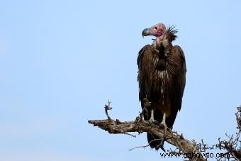 ¿Qué pájaros son símbolos de la muerte?