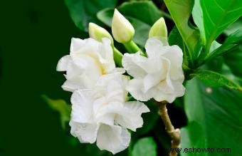 Flores simbólicas para el dolor y la simpatía