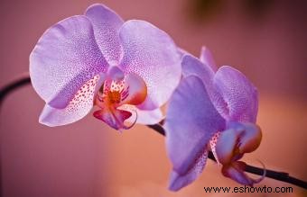 Flores simbólicas para el dolor y la simpatía