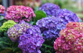 Flores simbólicas para el dolor y la simpatía