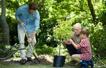 Guía para plantar un árbol en memoria de un ser querido