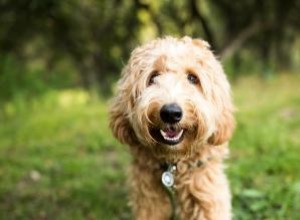 Regalos de pésame para alguien cuyo perro ha muerto