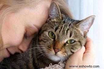20 frases conmovedoras sobre la pérdida de un gato para cuando extrañas a tu mascota