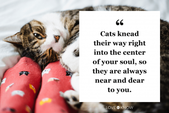 20 frases conmovedoras sobre la pérdida de un gato para cuando extrañas a tu mascota