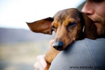 Cómo sobrellevar la muerte de un perro:20 citas sobre la pérdida de su mascota