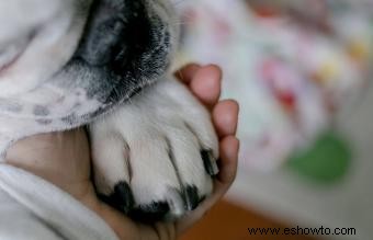 Costos de cremación de perros y preguntas comunes