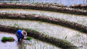 Datos y actividades agrícolas para niños 