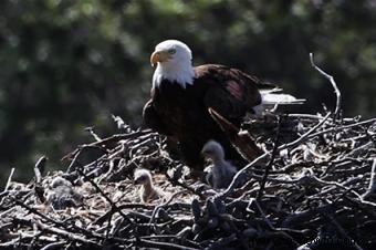 Datos sobre el águila calva para niños 