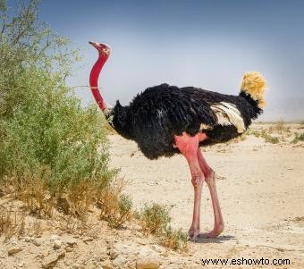 Datos e imágenes de animales del desierto para niños