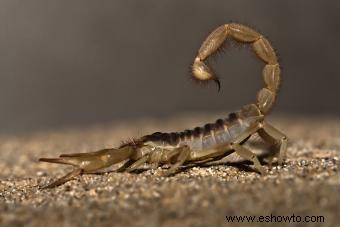 Datos e imágenes de animales del desierto para niños