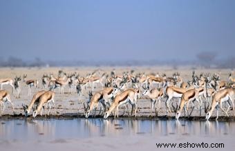 Datos e imágenes de animales del desierto para niños