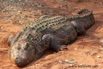 Datos e imágenes de animales del desierto para niños