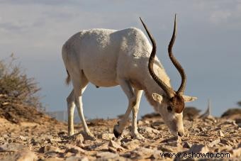 Datos e imágenes de animales del desierto para niños