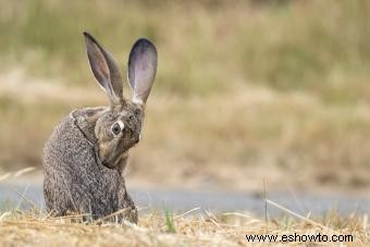 Datos e imágenes de animales del desierto para niños