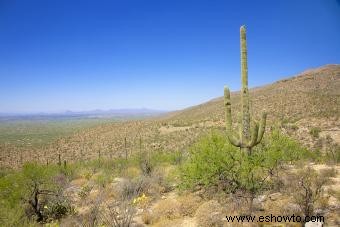 Datos sobre el desierto para niños