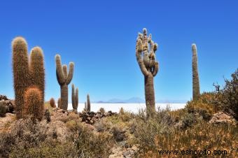 Datos sobre el desierto para niños