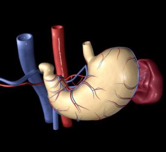 Sistema digestivo para niños