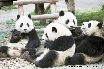 Datos sobre el panda gigante para niños