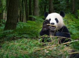 Datos sobre el panda gigante para niños