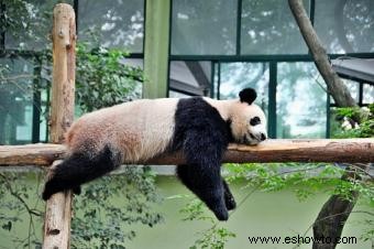 Datos sobre el panda gigante para niños