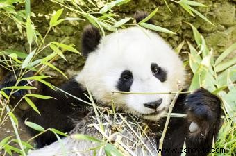 Datos sobre el panda gigante para niños