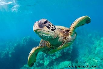 Datos sobre tortugas marinas para niños