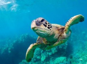 Datos sobre tortugas marinas para niños