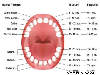 ¿Cuántos dientes pierden los niños? 