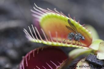 3 experimentos científicos simples con plantas