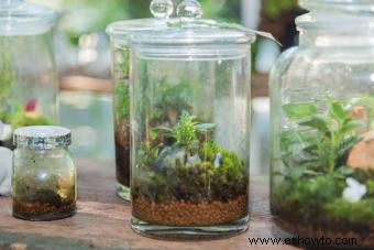 3 experimentos científicos simples con plantas