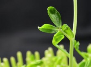 Experimento con la planta de guisantes de Gregor Mendel