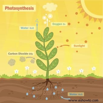 Fotosíntesis para niños
