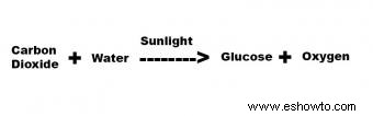 Fotosíntesis para niños