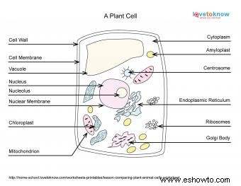 Conceptos básicos de biología celular vegetal