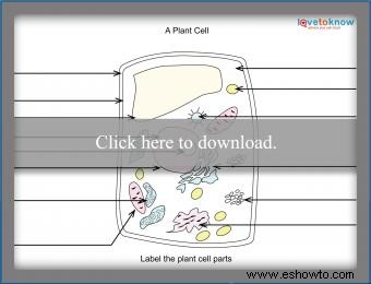 Conceptos básicos de biología celular vegetal