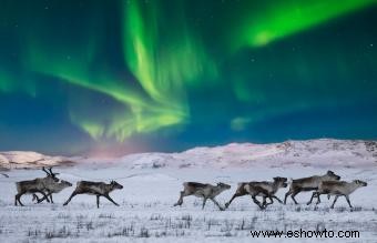 Animales comunes encontrados en la tundra