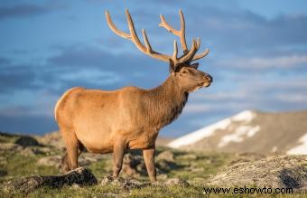 Animales comunes encontrados en la tundra